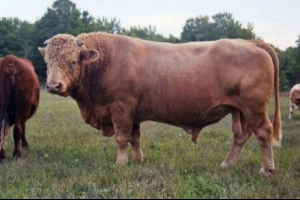 Bifoxy - bison prelazio s kravom Bifoxy - bison prelazio s kravom