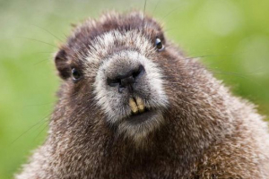 Beaver iz oklahoma postao je inženjer Beaver iz oklahoma postao je inženjer