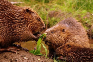 Beavers - bobrovska porodica