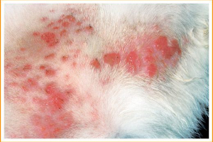 Boine i rane u mački na koži Boine i rane u mački na koži