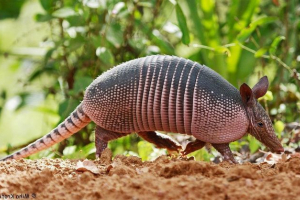 Battlesship - životinja u oklopu