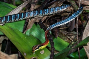 Brončani koptein - najljepša zmija Brončani koptein - najljepša zmija