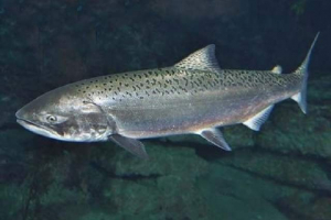 Chavika - kraljevska riba Chavika - kraljevska riba