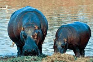 Šta pokreće hipopats u divljini i zoološkom vrtu?