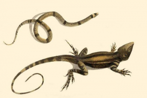 Nego zmija se razlikuju od guštera? Nego zmija se razlikuju od guštera?