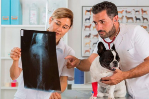 Šta je dispongricture kod pasa? Šta je dispongricture kod pasa?