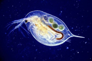 Daphnia