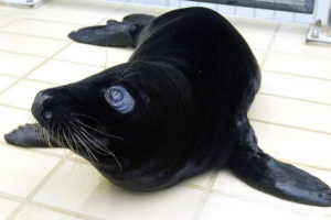 Mladi pečat sačuvan od relacije! Mladi pečat sačuvan od relacije!