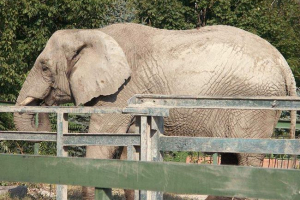 Wildlick kine poplavila su 15 automobila