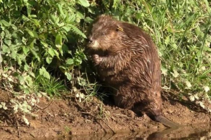 Dugo očekivani izgled djece beaver u engleskoj Dugo očekivani izgled djece beaver u engleskoj