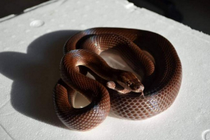 Početna afrička zmija - poslušni kućni ljubimac Početna afrička zmija - poslušni kućni ljubimac