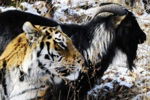 Prijateljstvo goat and tiger iz primorskog safariskog parka osvojili su internet Prijateljstvo goat and tiger iz primorskog safariskog parka osvojili su internet