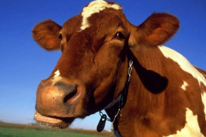 Nesreća u kuzbasu: motociklista sudario se s kravom Nesreća u kuzbasu: motociklista sudario se s kravom