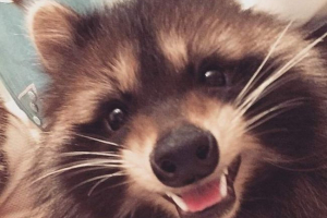 Raccoon fedor iz moskve postao je zvijezda Raccoon fedor iz moskve postao je zvijezda