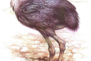 Forakos - drevna divovska ptica Forakos - drevna divovska ptica