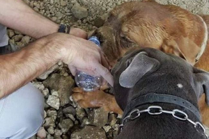 Francuz je spasio sahranjeni pas živ Francuz je spasio sahranjeni pas živ