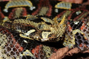 Gadyuk-rhino - velika afrička zmija Gadyuk-rhino - velika afrička zmija