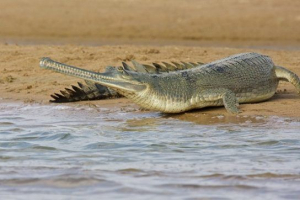 Gavial crocodile Gavial crocodile