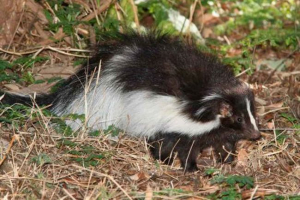 Tamo gde skuni žive?