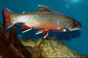 Halto - riba bez vaga Halto - riba bez vaga