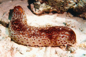 Holoturija: zanimljive činjenice i karakteristike