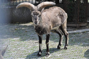 Blue ram - opis, fotografija i video životinje Blue ram - opis, fotografija i video životinje