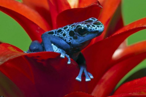 Plava stabla: kada shiev na lice Plava stabla: kada shiev na lice