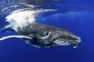 Gumpback whale Gumpback whale