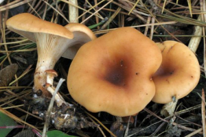 Govitka buro-žuto Govitka buro-žuto