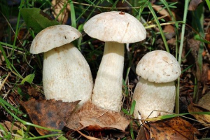 Gljive crvene knjige Gljive crvene knjige