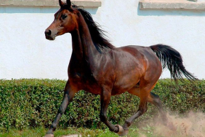 Karakteristike i prednosti arapske pasmine konja Karakteristike i prednosti arapske pasmine konja