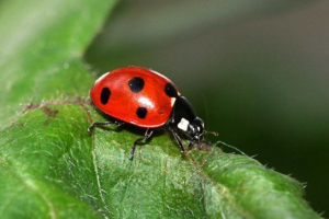 Grabežljiv insekti Grabežljiv insekti