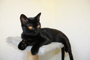 Bombaj cat: istorija, karakter, opis, sadržaj, zdravlje i kupovina