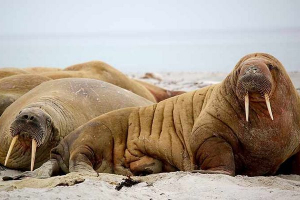Zanimljive činjenice o laszhi Zanimljive činjenice o laszhi
