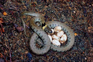 Zanimljive činjenice o zmijama Zanimljive činjenice o zmijama