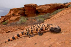 Otrovni gušteri Otrovni gušteri