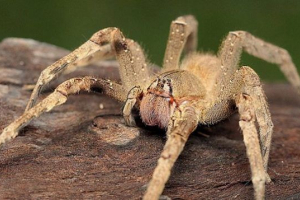 Otrovni pauci Otrovni pauci