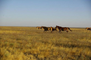 Ekološki problemi stepe Ekološki problemi stepe