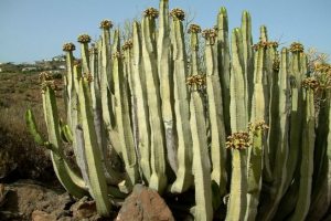 Endemics afrika Endemics afrika