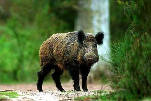 Kaban je uplašio stanovnike istanbula Kaban je uplašio stanovnike istanbula