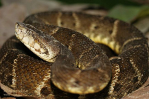 Kaisaka - najopasnija zmija amerike Kaisaka - najopasnija zmija amerike