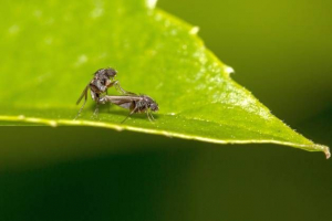 Kako se uzgoj insekata?