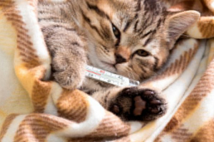 Kako hladnoća manifestuje mačke i mačke? Kako hladnoća manifestuje mačke i mačke?