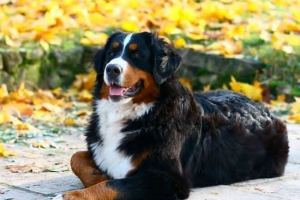 Kako se pasmina pasa zennnhund posjeduje i kakav lik? Kako se pasmina pasa zennnhund posjeduje i kakav lik?