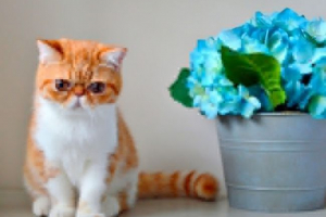 Kako izgleda, kakav je lik i kako se brinuti za egzotične mačke? Kako izgleda, kakav je lik i kako se brinuti za egzotične mačke?