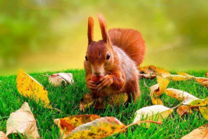 Koja su osnovna svojstva svojstvena u svim živim organizmima? Koja su osnovna svojstva svojstvena u svim živim organizmima?