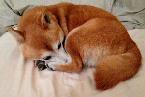 Koje su pasmine pasa poput lisica - lista, karakteristika i fotografije