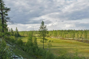 Koje biljke rastu u festundi?