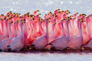 Gdje živi ružičasti flamingo? Gdje živi ružičasti flamingo?