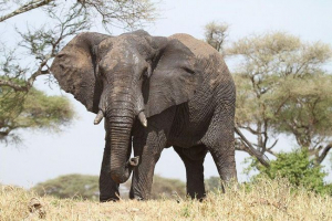 Koji je broj mišića u prtljažniku slona? Koji je broj mišića u prtljažniku slona?
